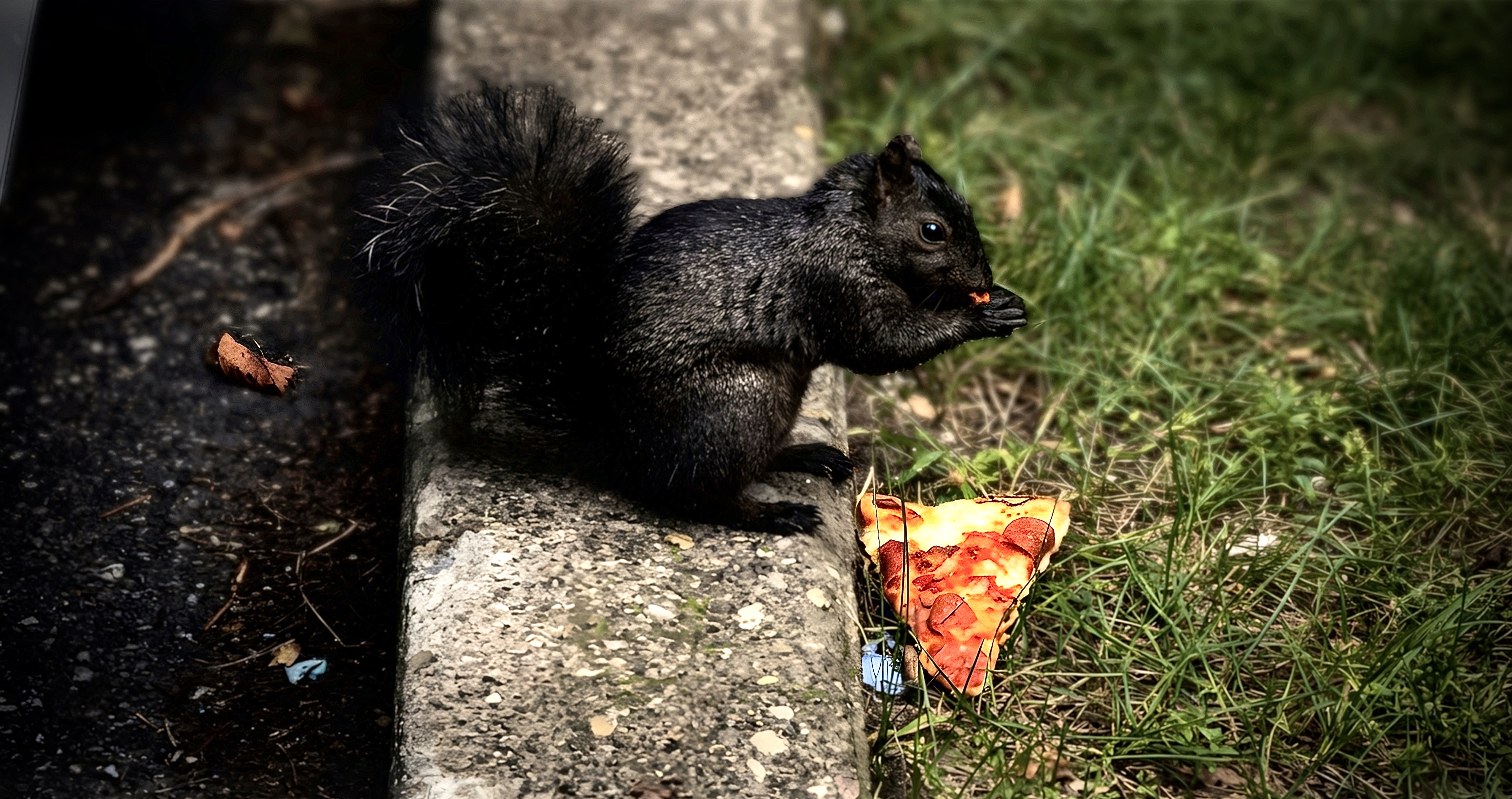 curbside.wild after Pecra