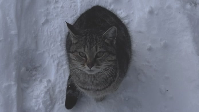 Mochi Daily before enhancement